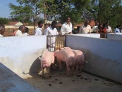 pig_housing_2